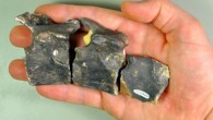 12-million-year-old sea cow fossils found in Papua New Guinea. Image credit: Erich M. G. Fitzgerald et al.