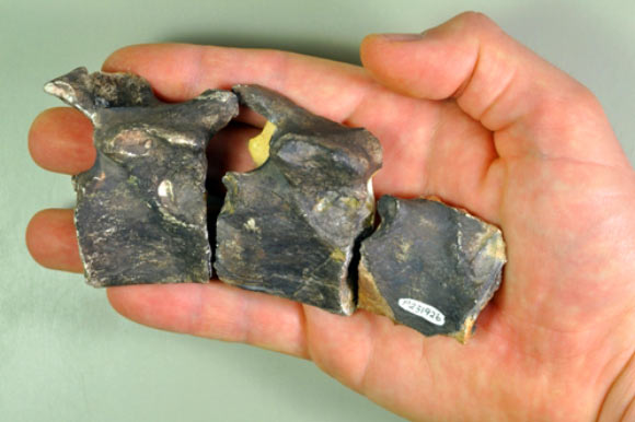 12-million-year-old sea cow fossils found in Papua New Guinea. Image credit: Erich M. G. Fitzgerald et al.