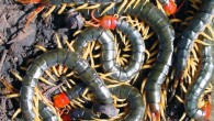 Chinese red-headed centipedes, Scolopendra subspinipes mutilans. Image credit: Department of Biology, the University of New Mexico.