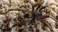 Chaco costai, male. Image credit: Montes de Oca L, Pérez-Miles F.