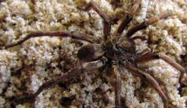 Chaco costai, male. Image credit: Montes de Oca L, Pérez-Miles F.