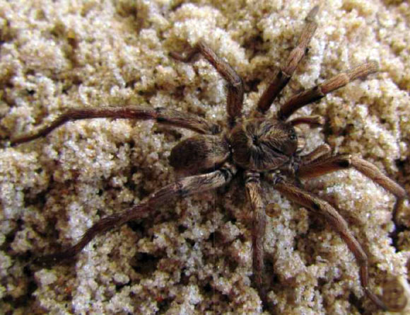 Chaco costai, male. Image credit: Montes de Oca L, Pérez-Miles F.