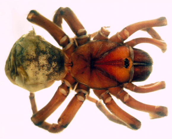 Chaco castanea, female. Image credit: Montes de Oca L, Pérez-Miles F.