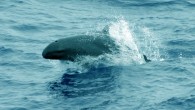 False killer whale, Pseudorca crassidens.