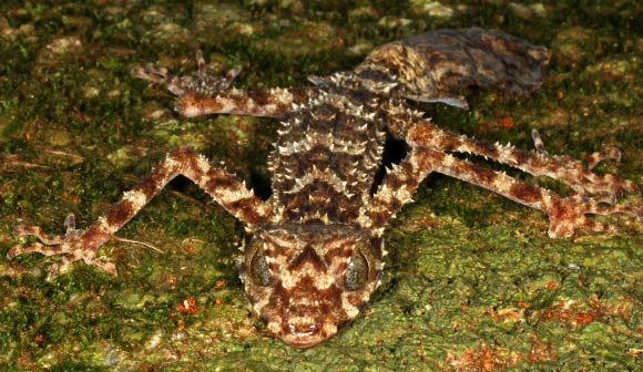 The Cape Melville Leaf-tailed Gecko, Saltuarius eximius in life. Image credit: Conrad Hoskin.