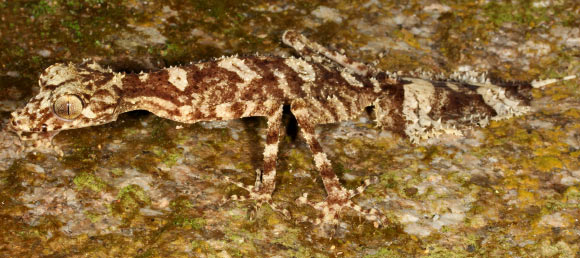 The Cape Melville Leaf-tailed Gecko, Saltuarius eximius in life. Image credit: Conrad Hoskin.