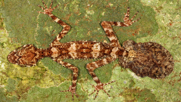 The Cape Melville Leaf-tailed Gecko with regenerated tail. Image credit: Conrad Hoskin.