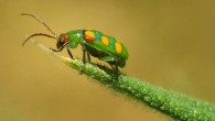 Curcurbit beetle, shown here, the true armyworm moth and the potato aphid can predict adverse weather conditions. Image credit: Melinda Sullivan and Edward Jones, USDA APHIS.