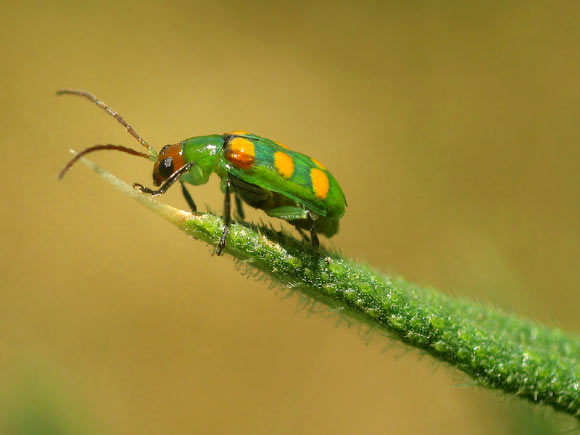 Curcurbit beetle, shown here, the true armyworm moth and the potato aphid can predict adverse weather conditions. Image credit: Melinda Sullivan and Edward Jones, USDA APHIS.
