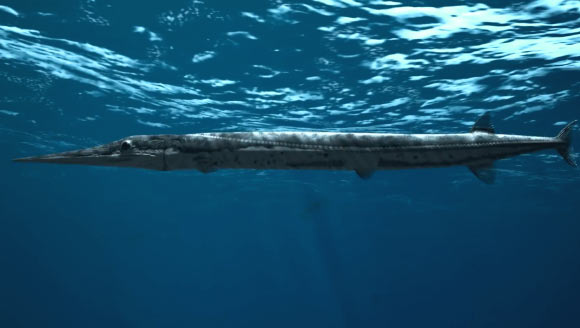 This is an artist's reconstruction of Saurichthys curionii. Image credit: University of Zurich.