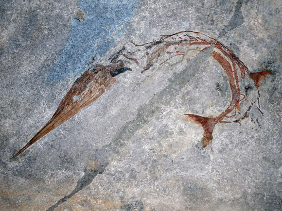 240-million-year-old fossil of Saurichthys curionii. Image credit: University of Zurich.