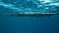 This is an artist's reconstruction of Saurichthys curionii. Image credit: University of Zurich.