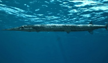 This is an artist's reconstruction of Saurichthys curionii. Image credit: University of Zurich.