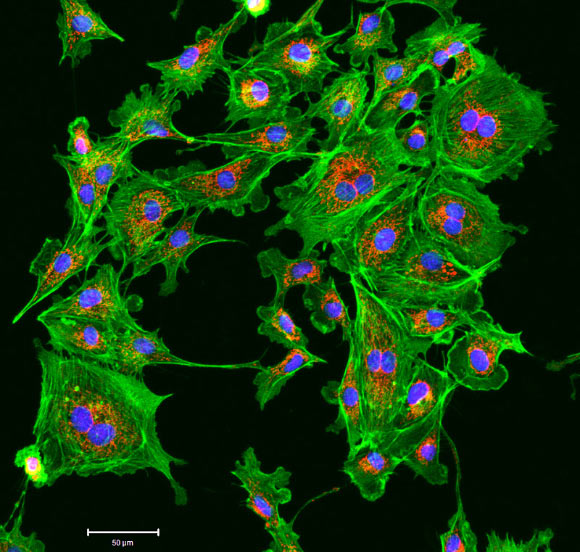 This fluorescence image shows endothelial cells. Image credit: Kandasamy, Biomedical Microscopy Core, Paul D. Coverdell Center.