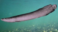Arapaima leptosoma (adapted from Donald Stewart, Copeia 2013; background: the Meyers).