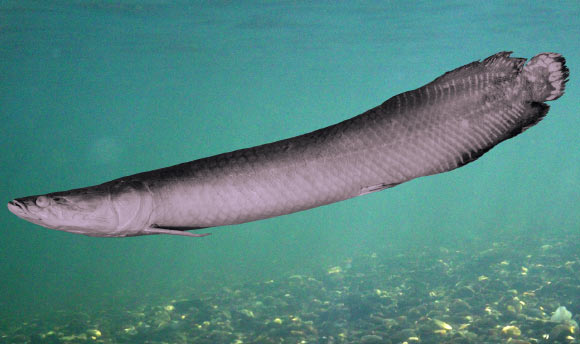 Arapaima leptosoma (adapted from Donald Stewart, Copeia 2013; background: the Meyers).