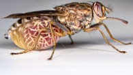 This image shows a tsetse fly. Image credit: Oregon State University.