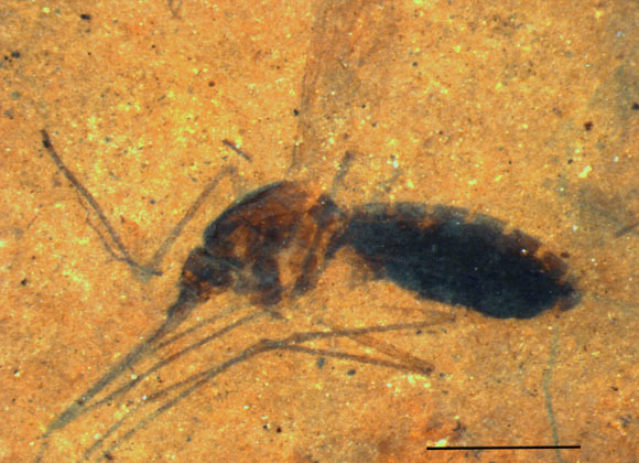 This image shows a 46-million-year-old blood-engorged female mosquito from northwestern Montana. Image credit: Dale E. Greenwalt et al.