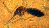 This image shows a 46-million-year-old blood-engorged female mosquito from northwestern Montana. Image credit: Dale E. Greenwalt et al.