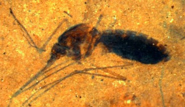 This image shows a 46-million-year-old blood-engorged female mosquito from northwestern Montana. Image credit: Dale E. Greenwalt et al.