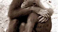Young bonobo embraces a distressed companion during postconflict consolation at the Lola ya Bonobo Sanctuary, the Democratic Republic of the Congo. Image credit: Zanna Clay.