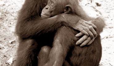 Young bonobo embraces a distressed companion during postconflict consolation at the Lola ya Bonobo Sanctuary, the Democratic Republic of the Congo. Image credit: Zanna Clay.