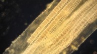 This image shows the recently discovered species of sulfur-oxidizing Thioploca bacteria. Image credit: Nathan Magarvey.