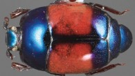 Baconia katieae. Image credit: Caterino MS, Tishechkin AK.