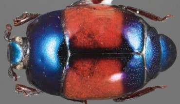 Baconia katieae. Image credit: Caterino MS, Tishechkin AK.