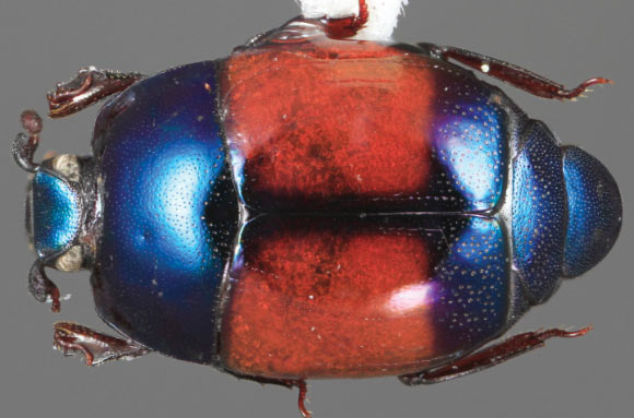 Baconia katieae. Image credit: Caterino MS, Tishechkin AK.