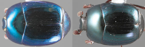 Baconia scintillans, left, and Baconia angulifrons. Image credit: Caterino MS, Tishechkin AK.