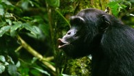 Chimpanzee vocalising, Budongo Forest, Uganda. Image credit: Anne Schel.
