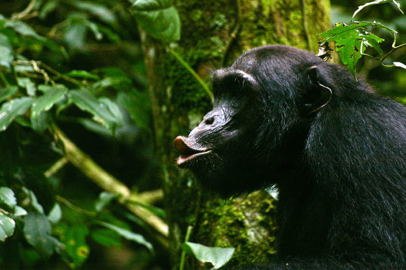 Chimpanzee vocalising, Budongo Forest, Uganda. Image credit: Anne Schel.