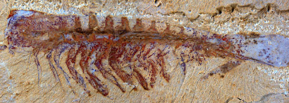 This is the fossil of Alalcomenaeus. Image credit: N. Strausfeld / University of Arizona.