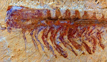 This is the fossil of Alalcomenaeus. Image credit: N. Strausfeld / University of Arizona.