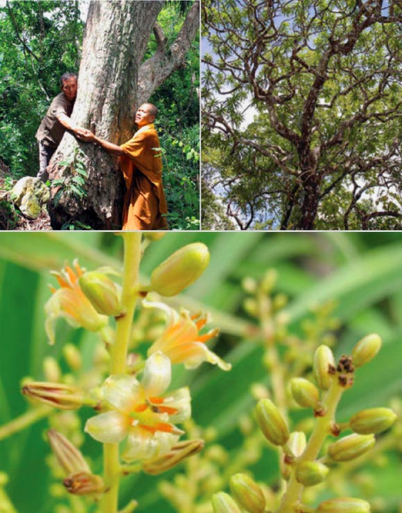 Dracaena kaweesakii and its flowers. Credit: Warakorn Kasempankul / Parinya Siriponamat / Paul Wilkin.