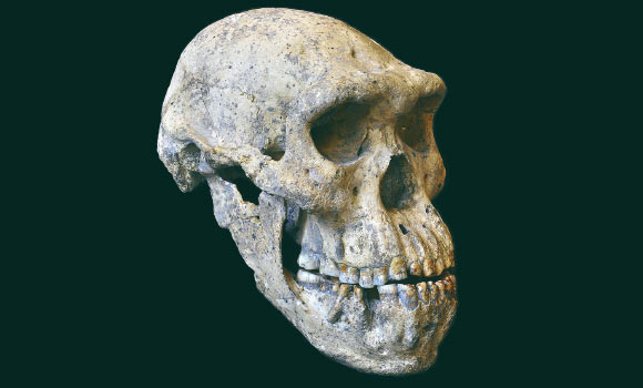 Skull 5 from Dmanisi, Georgia. Image credit: Guram Bumbiashvili / Georgian National Museum.