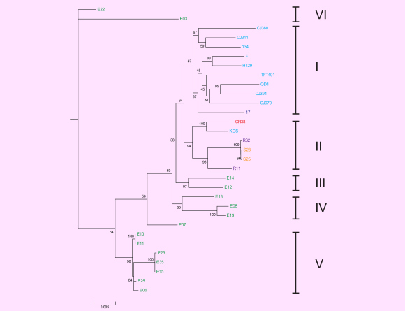 This image shows the phylogenetic tree for 31 HSV-1 strains and their 6 clades, based on geographic origin. The viral isolates are colored according to country of origin: the United States - light blue, UK - dark blue, China - red, South Korea - purple, Japan - orange, and Kenya - green. Image credit: Kolb AW et al.