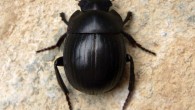 Gyronotus perissinottoi at the Umthamvuna Nature Reserve, South Africa. Image credit: Lynette Clennell.