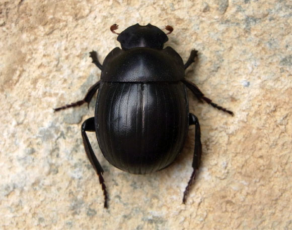 Gyronotus perissinottoi at the Umthamvuna Nature Reserve, South Africa. Image credit: Lynette Clennell.