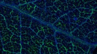 Eucalyptus leaf showing traces of gold. Image credit: CSIRO Earth Science and Resource Engineering.