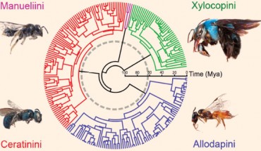 This chronogram shows a pattern of early diversification in Xylocopinae bees, followed by a long period during which development effectively stalled, and then followed by further rapid diversification. The K-T boundary is shown in grey. Image credit: Rehan SM et al.