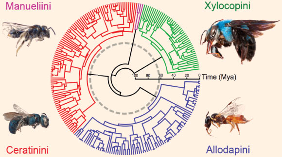 This chronogram shows a pattern of early diversification in Xylocopinae bees, followed by a long period during which development effectively stalled, and then followed by further rapid diversification. The K-T boundary is shown in grey. Image credit: Rehan SM et al.