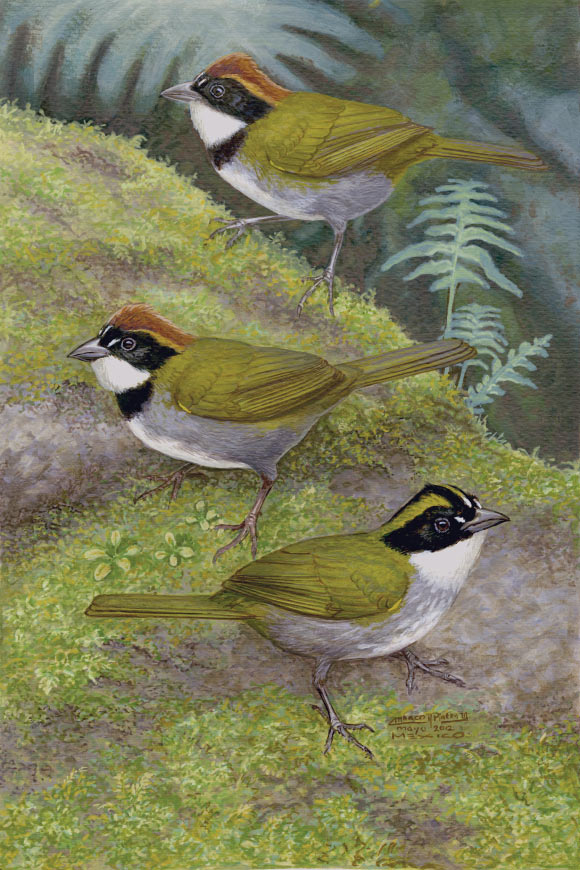 This painting shows three Arremon brush-finches: top - Arremon brunneinucha brunneinucha, middle – the newly discovered Arremon kuehnerii; bottom - Arremon virenticeps. Image credit: Navarro-Sigüenza AG et al / the Wilson Journal of Ornithology.