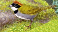 Arremon kuehnerii. Image credit: Navarro-Sigüenza AG et al / the Wilson Journal of Ornithology.