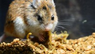 Grasshopper mice are essentially numb to the pain, scientists have found, because the scorpion toxin acts as an analgesic rather than a pain stimulant. Image credit: Ashlee Rowe.
