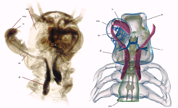 Venom delivery system of Speleonectes tulumensis and its 3D reconstruction, shown in purple: cep – cephalon; dc – ductus; gl – gland; t – tentorium; rv – reservoir; mxu – maxillule; phx – pharynx. Image credit: von Reumont BM et al.