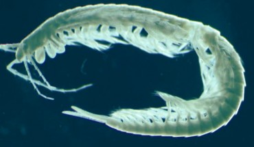 Speleonectes tulumensis. Image credit: University of Bonn.