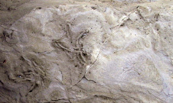Cretaceous bird tracks on a slab of sandstone found at Dinosaur Cove, southern Victoria, Australia. Image credit: Alan Tait.