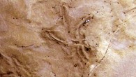 Cretaceous bird tracks on a slab of sandstone found at Dinosaur Cove, southern Victoria, Australia. Image credit: Alan Tait.